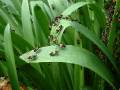 Soldier beetles